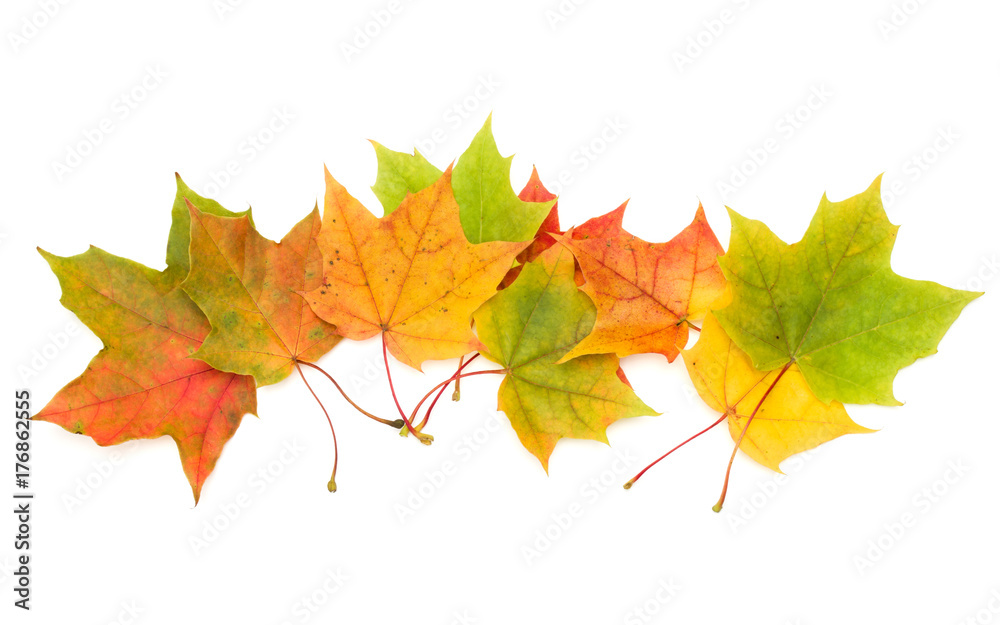 colorful autumn maple leaf isolated on white background colorful autumn maple leaf isolated on white background