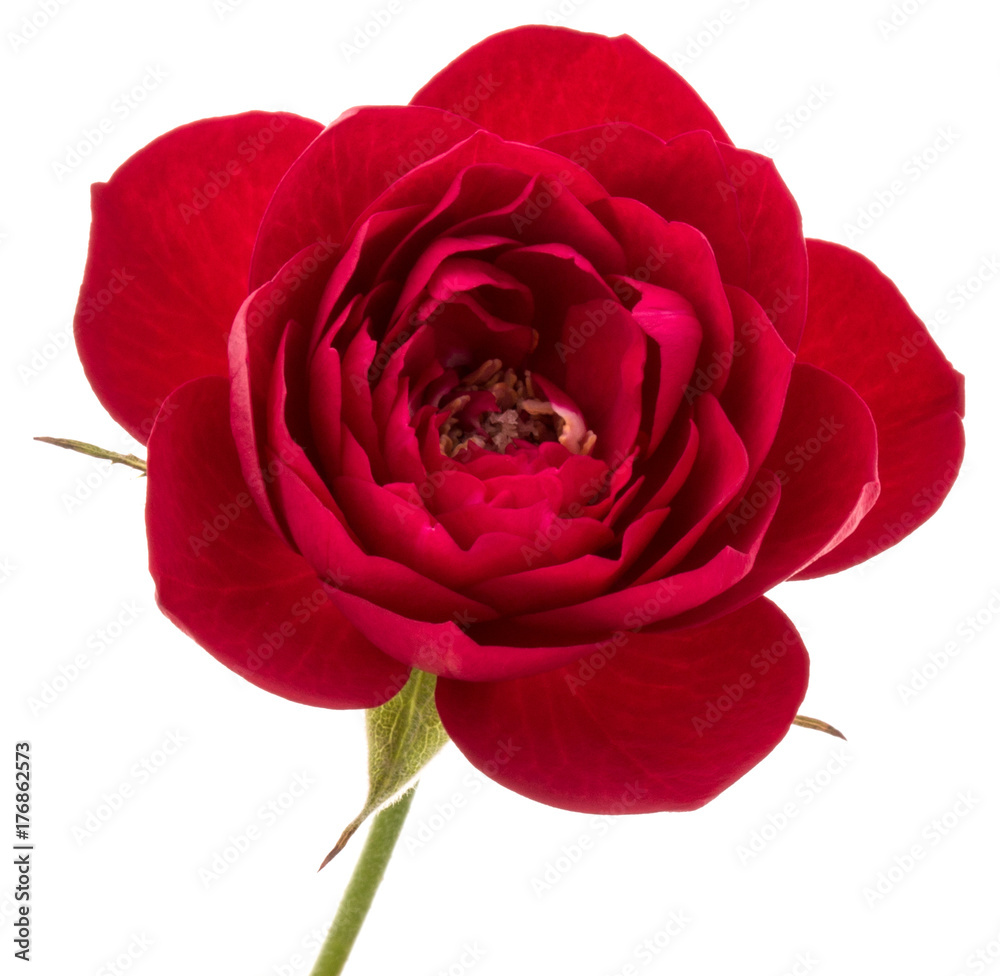 one red rose flower head isolated on white background cutout one red rose flower head isolated on white background cutout