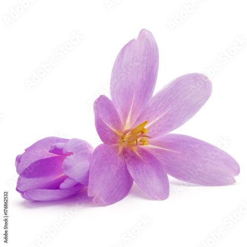 lilac crocus flowers isolated on white background