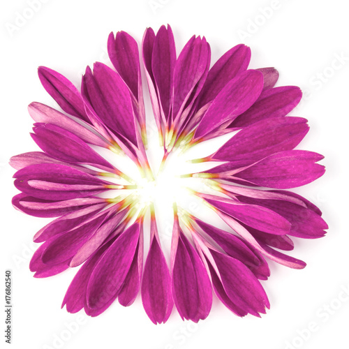 Lilac chrysanthemum flower petals isolated on white background