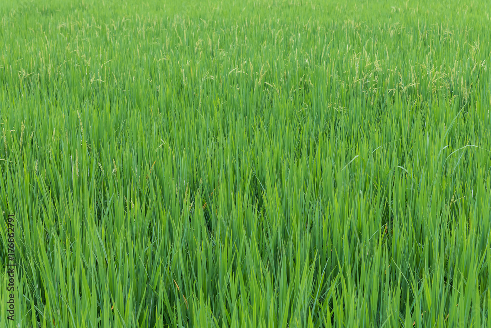 The young rice in the plantation field for background and texture The young rice in the plantation field for background and texture