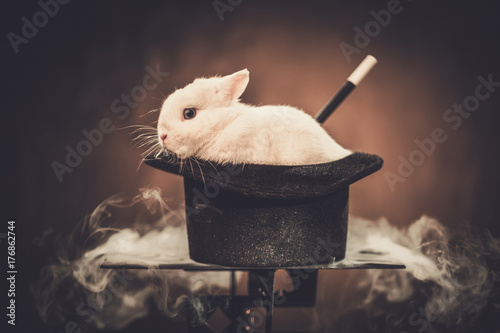 Little rabbit in a magician hat