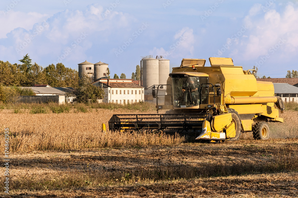 Fototapeta premium Harvesting of soybean field with combine harvester.