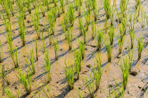 The rice sprout in the plantation field for background and texture