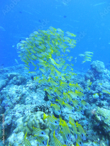 Fototapeta Naklejka Na Ścianę i Meble -  Fischschwarm im Riff vor Palau