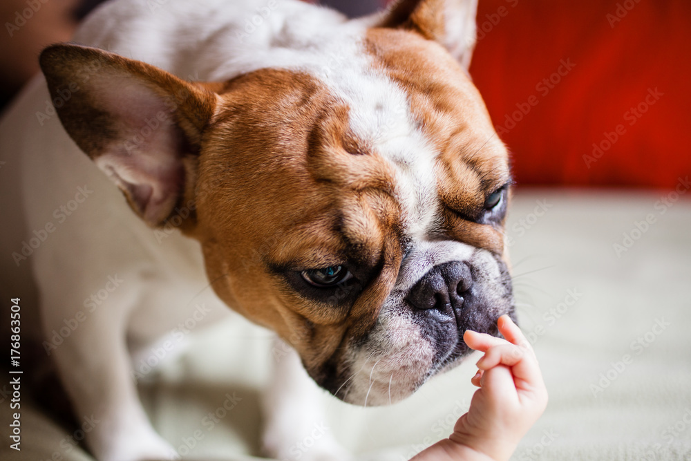 A french bulldog licking and kissing the hand of a baby. A french bulldog licking and kissing the hand of a baby.
