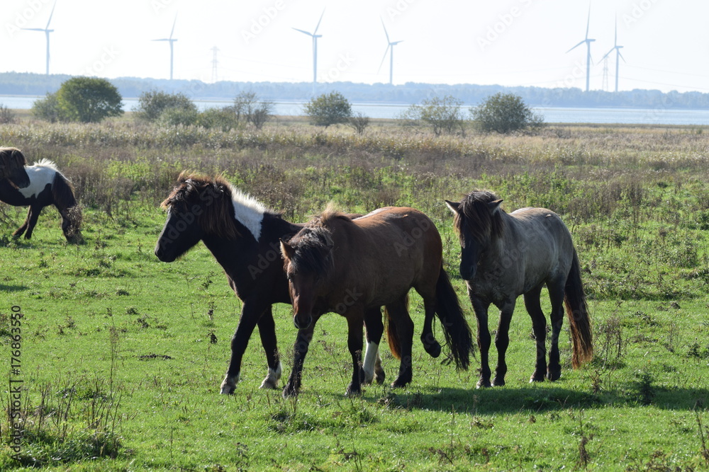 Wild horses grazing in a field of grass in the netherlands Wild horses grazing in a field of grass in the netherlands