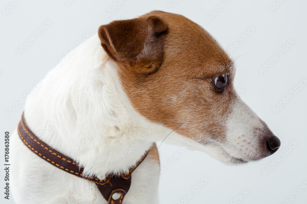 Cute dog looking away Cute dog looking away