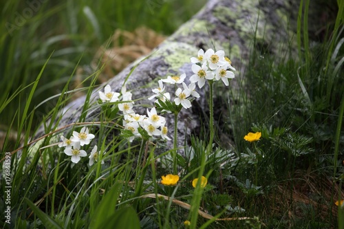 Narcissus-flowered anemone (Anemone narcissiflora) photo