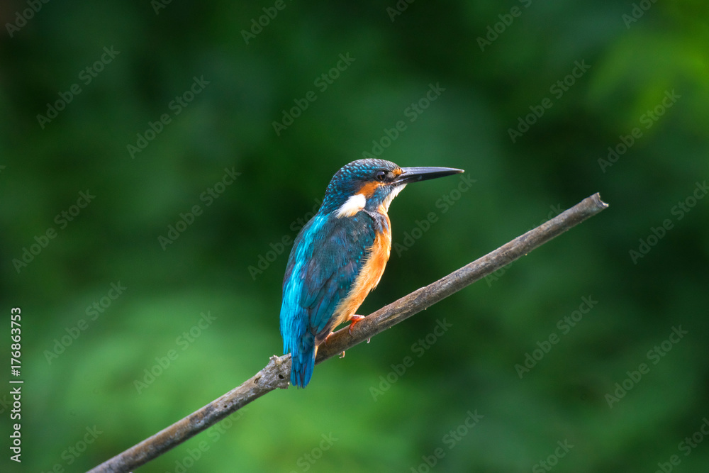 Common Kingfisher on sunset Common Kingfisher on sunset