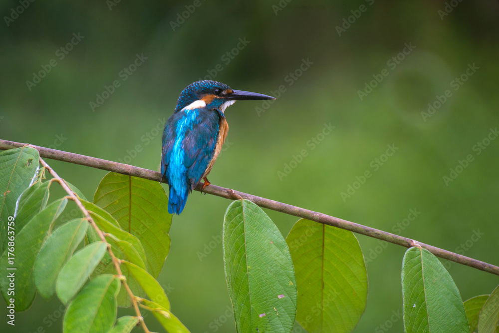 Common Kingfisher on green leaf Common Kingfisher on green leaf