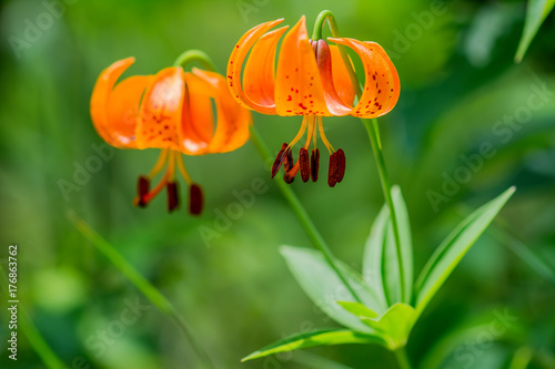 Orange Wild Swamp Lilies