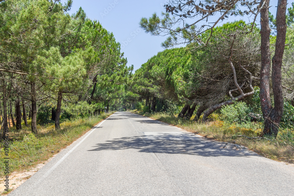 Road in Pine Forest in Aljezur