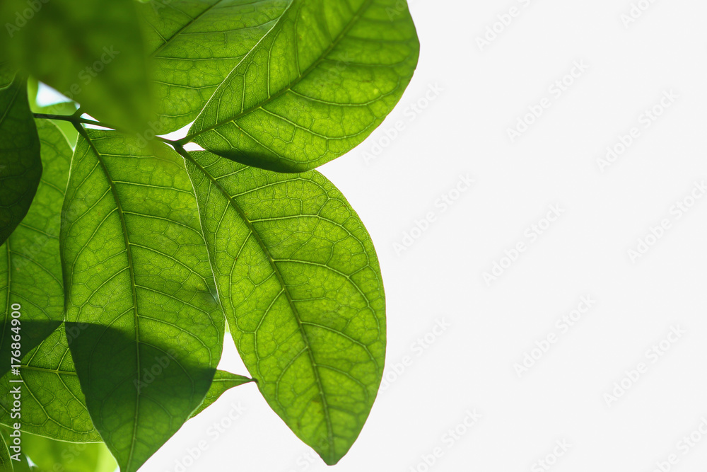 Obraz premium Green leaves fresh on white background