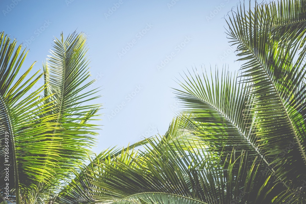 Leaves Palm coconut trees against blue sky, Palm trees at tropical coast,summer tree, beautiful tropical background Leaves Palm coconut trees against blue sky, Palm trees at tropical coast,summer tree, beautiful tropical background