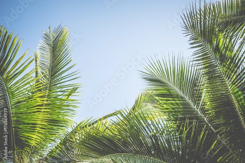 Leaves Palm coconut trees against blue sky  Palm trees at tropical coast summer tree  beautiful tropical background