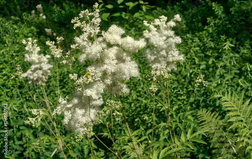 white filipendula ulmaria . Blurred background