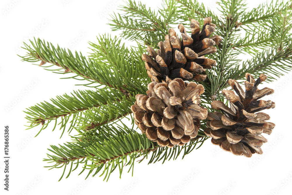 branch of a Christmas tree and a cone isolated on a white background branch of a Christmas tree and a cone isolated on a white background