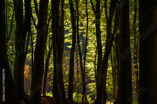 Herbstwald © haitaucher39