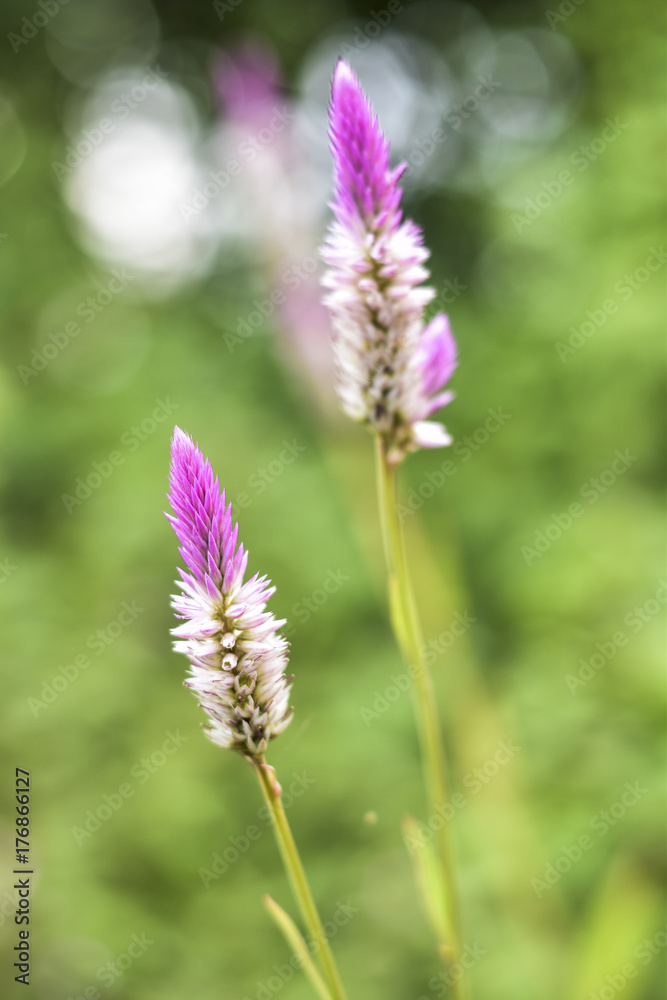 Beautiful flower Beautiful flower