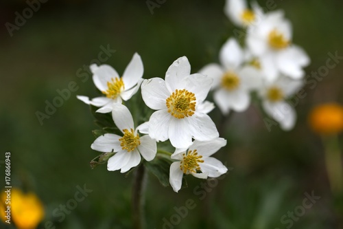 Narcissus-flowered anemone (Anemone narcissiflora) photo