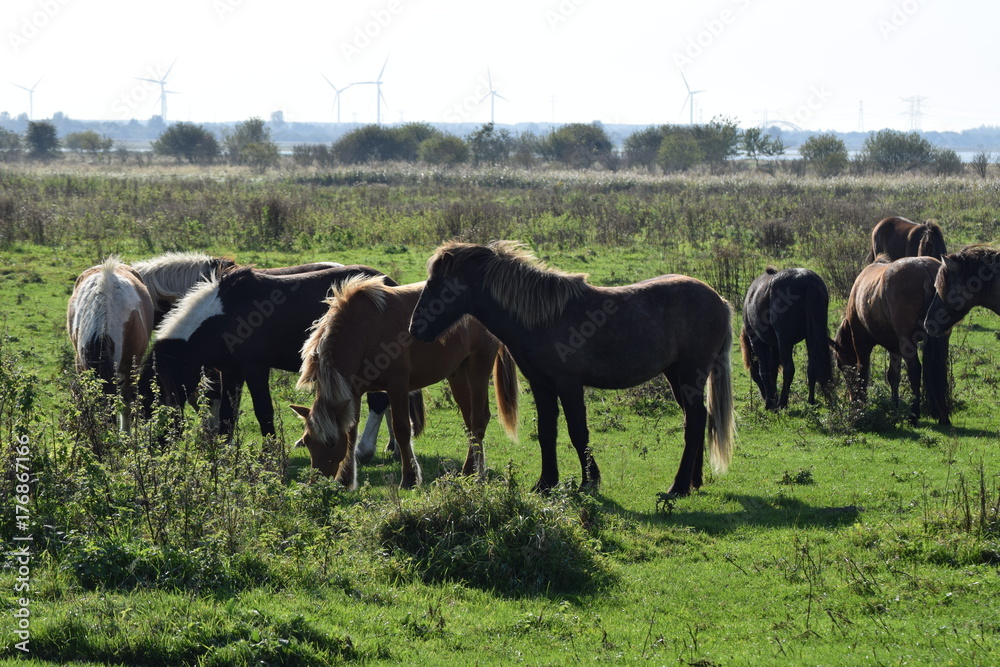 Wild horses in a field of grass in the netherlands Wild horses in a field of grass in the netherlands