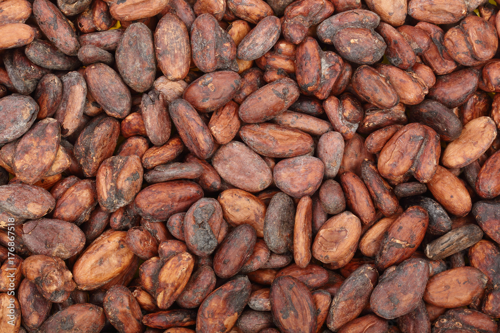 unpeeled cocoa bean as a background top view unpeeled cocoa bean as a background top view