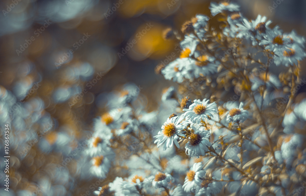 Fototapeta premium Herbstaster mit weichem Bokeh