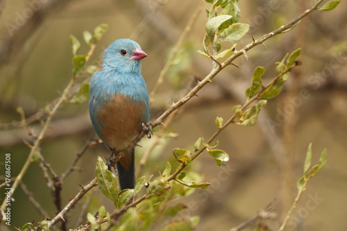 Blue-capped cordon-bleu
