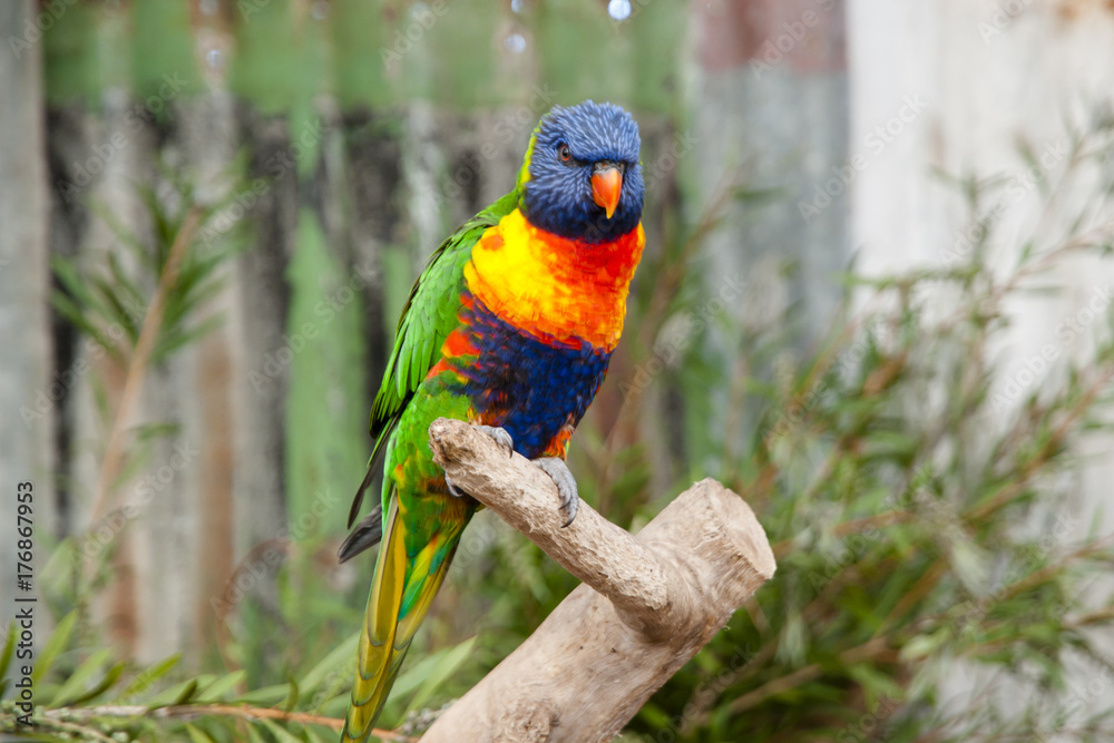 Rainbow Lorikeet Rainbow Lorikeet