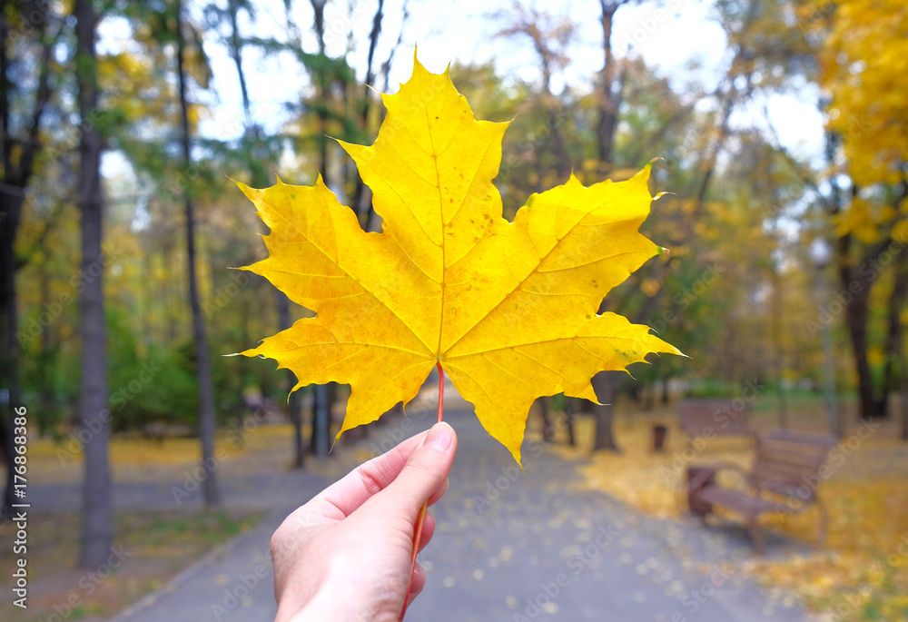 yellow maple leaf in a hand in autumn