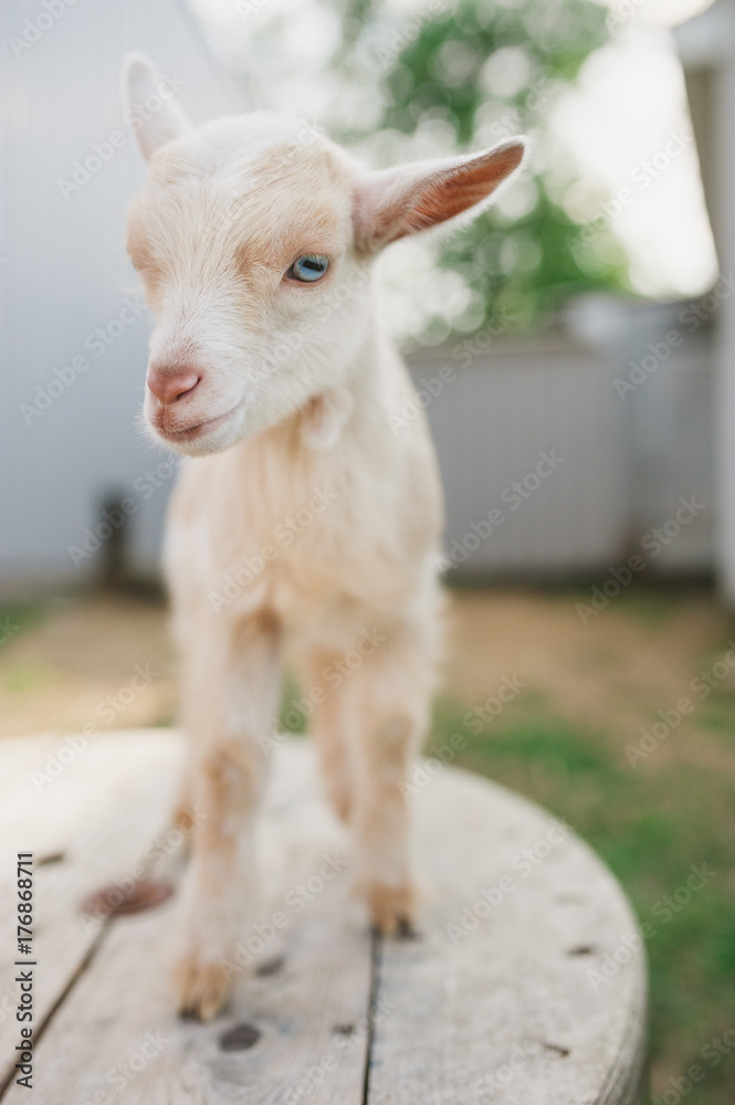 goats goats