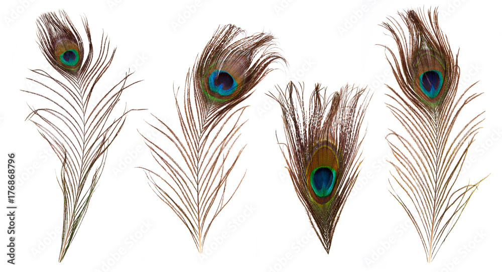 Fototapeta premium set of beautiful and colorful peacock feathers isolated on white background