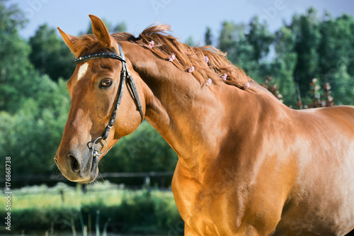 portrait of sportive chestnut  horse . summer