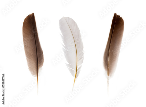 set of beautiful fragile little bird feathers isolated on white background
