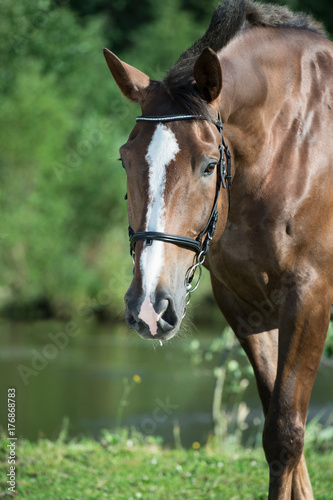 portrait of hobbyhorse . summer © anakondasp