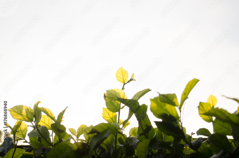 Obraz premium Leaves