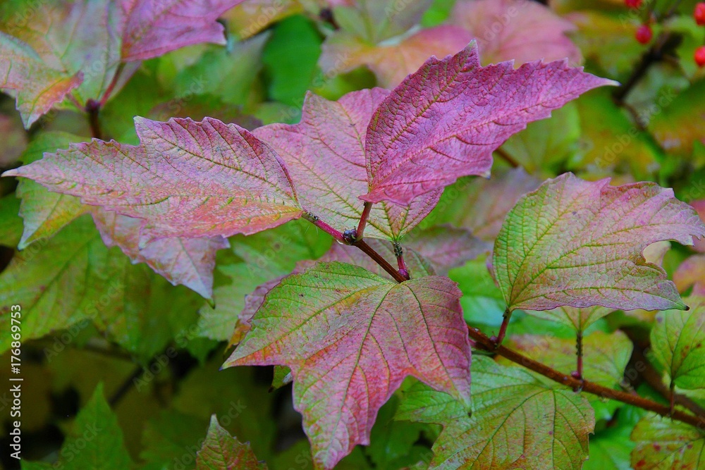 Obraz premium The concept of autumn