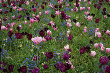 Spring border in the garden, with a mix of tulips