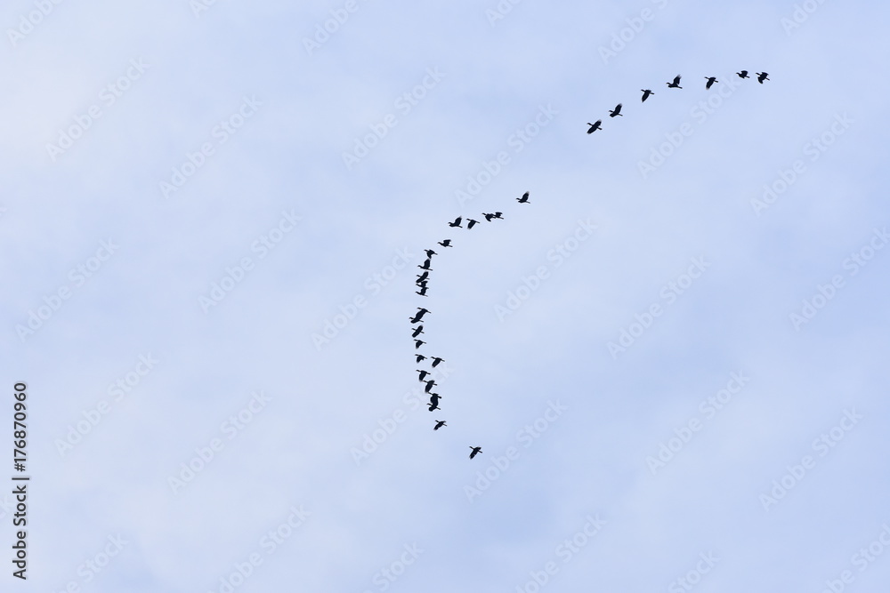 A flocking of Plain-pouched hornbill, Aceros subruficollis, Thailand A flocking of Plain-pouched hornbill, Aceros subruficollis, Thailand