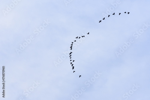A flocking of Plain-pouched hornbill, Aceros subruficollis, Thailand 