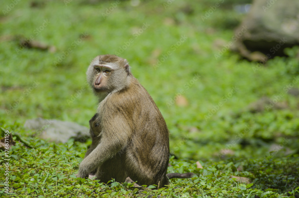 monkeys on hill of Phuket 
