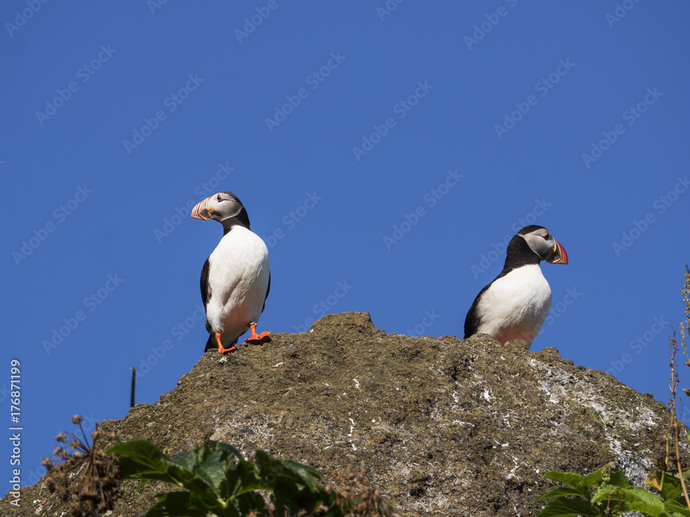 Atlantic puffins nesting in Dyrholaey, Iceland Atlantic puffins nesting in Dyrholaey, Iceland