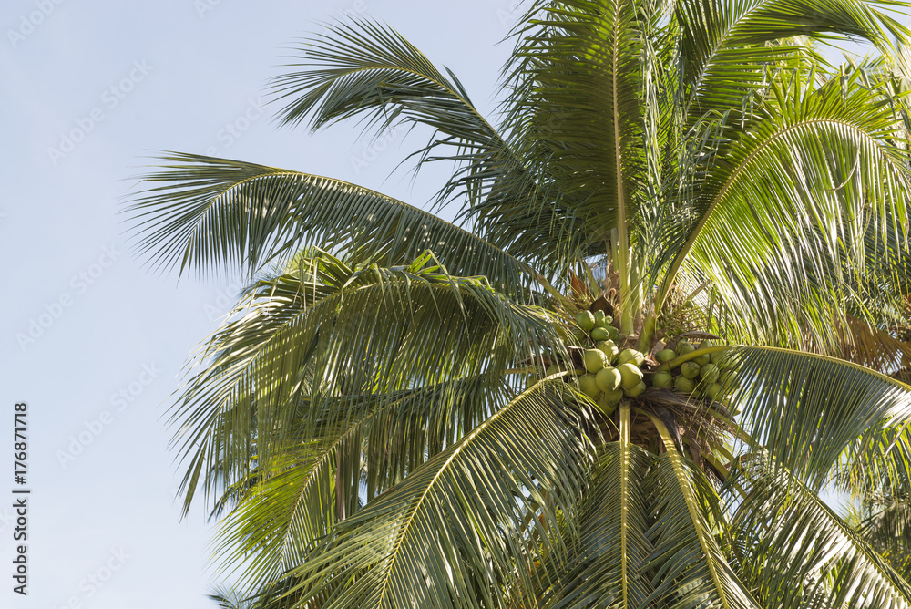 Coconut farm in Southern of Thailand. Coconut farm in Southern of Thailand.