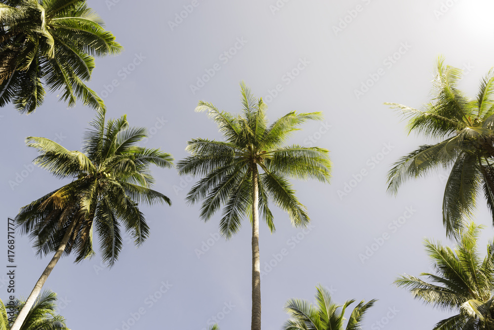 Obraz premium Coconut farm in Southern of Thailand.