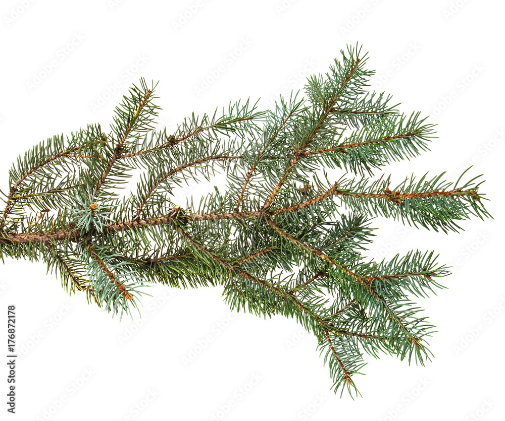 branch of blue spruce. on a white background