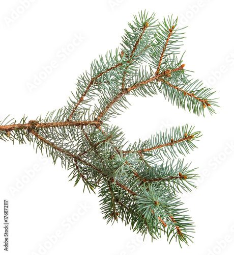 branch of blue spruce. on a white background