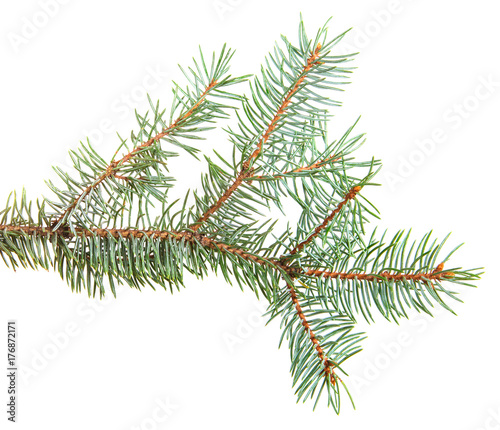branch of blue spruce. on a white background