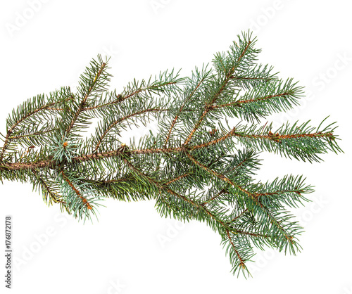 branch of blue spruce. on a white background