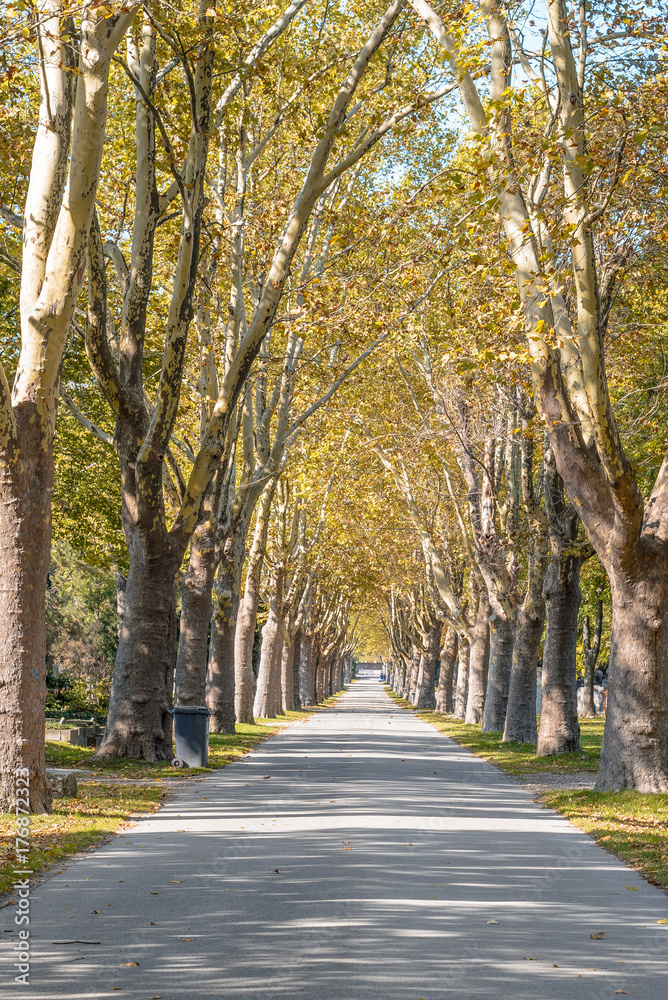 Naklejka premium Alley at cemetery Vienna, Austria